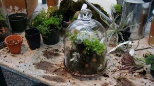 Lire la suite à propos de l’article Guide de construction de terrarium : comment installer un terrarium