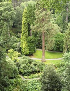 Lire la suite à propos de l’article Variétés d'arbres à feuilles persistantes – Découvrez les types courants d'arbres à feuilles persistantes