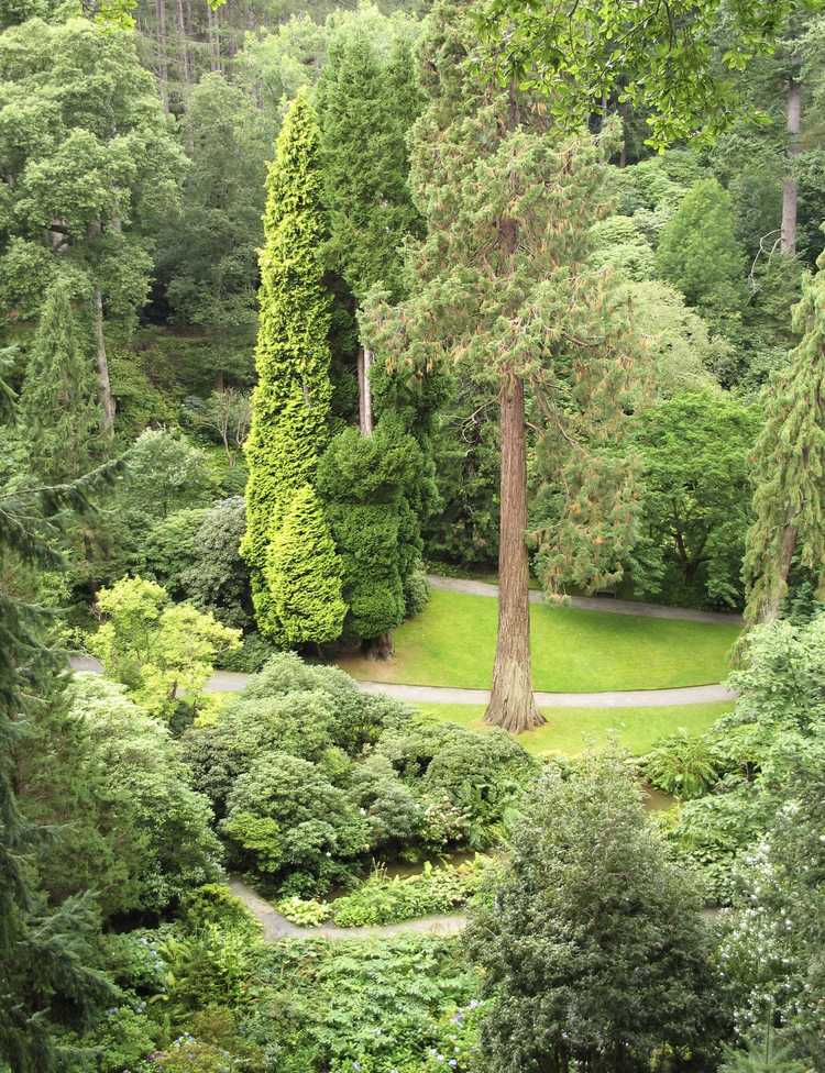 You are currently viewing Variétés d'arbres à feuilles persistantes – Découvrez les types courants d'arbres à feuilles persistantes