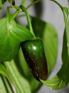 Lire la suite à propos de l’article Fissuration de la peau des piments jalapeño : qu'est-ce qui bouche les piments jalapeño ?