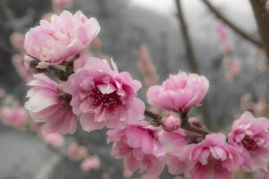 Lire la suite à propos de l’article Cultiver un pêcher en fleurs : une pêche ornementale est-elle comestible