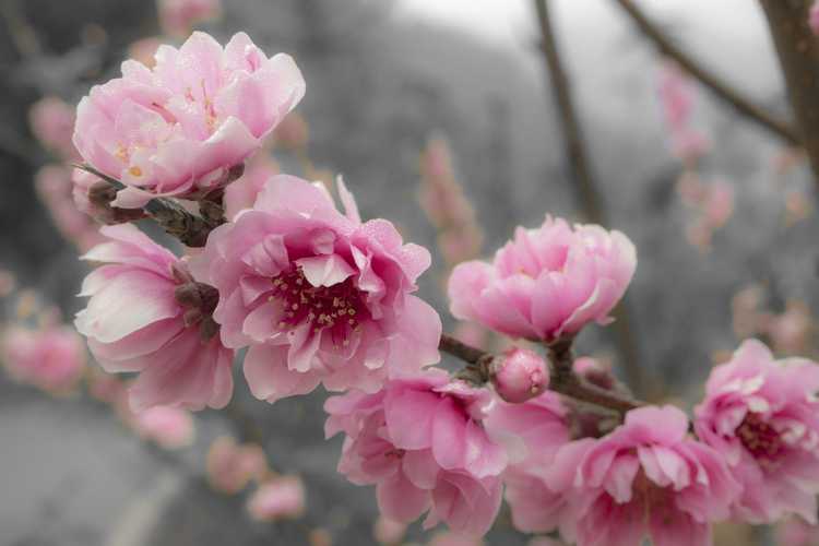 You are currently viewing Cultiver un pêcher en fleurs : une pêche ornementale est-elle comestible