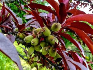 Lire la suite à propos de l’article Prendre soin des pêchers à feuilles violettes – Conseils pour faire pousser un pêcher à feuilles violettes