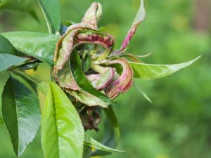 Lire la suite à propos de l’article Traitement et symptômes de la boucle des feuilles de pêcher