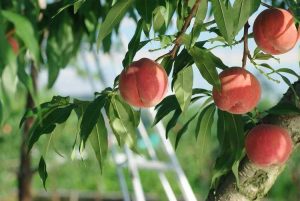 Lire la suite à propos de l’article Informations sur les pêches sans fraises : Qu'est-ce qu'une pêche blanche sans fraises