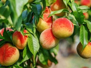 Lire la suite à propos de l’article Fructification du pêcher – Que faire pour un arbre sans pêches