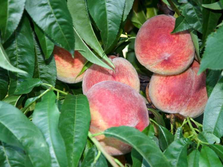 You are currently viewing Le pêcher laisse tomber ses fruits – Pourquoi les fruits du pêcher tombent de l'arbre