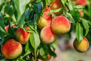 Lire la suite à propos de l’article Cultivars nains de pêchers : découvrez la culture de petits pêchers