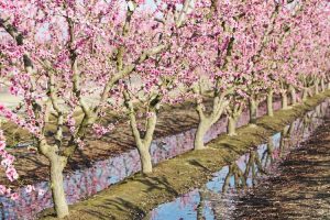 Lire la suite à propos de l’article Traiter les pêchers gorgés d'eau – Est-il mauvais d'avoir des pêches dans l'eau stagnante