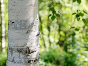 Lire la suite à propos de l’article La bonne façon d’éplucher l’écorce de bouleau – Conseils et techniques de récolte durable