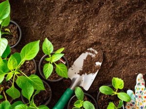 Lire la suite à propos de l’article Informations sur la plantation de cultures : Quand planter votre potager