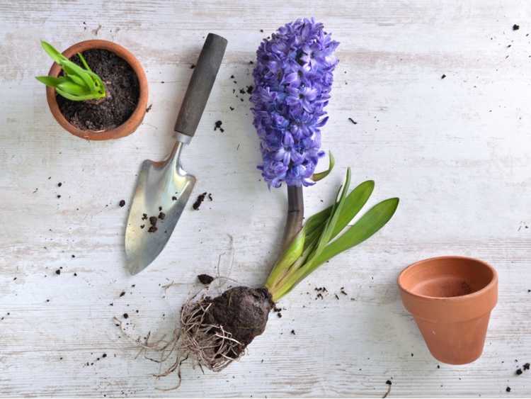 Lire la suite à propos de l’article Comment planter un bulbe à fleurs dans votre jardin après le forçage hivernal