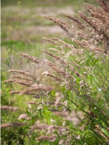 Lire la suite à propos de l’article Contrôle commun de l'herbe veloutée : conseils pour se débarrasser de l'herbe veloutée dans les pelouses