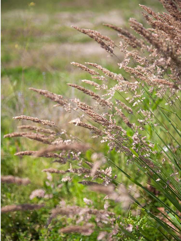 You are currently viewing Contrôle commun de l'herbe veloutée : conseils pour se débarrasser de l'herbe veloutée dans les pelouses