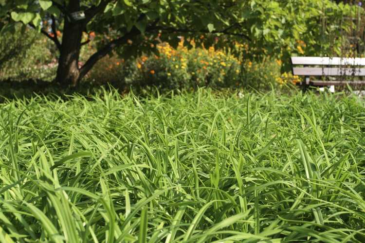 You are currently viewing Substitut de pelouse à carex : conseils pour cultiver des pelouses à carex indigènes