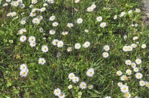 Lire la suite à propos de l’article Pelouses de fleurs sauvages : conseils pour cultiver des pelouses fleuries