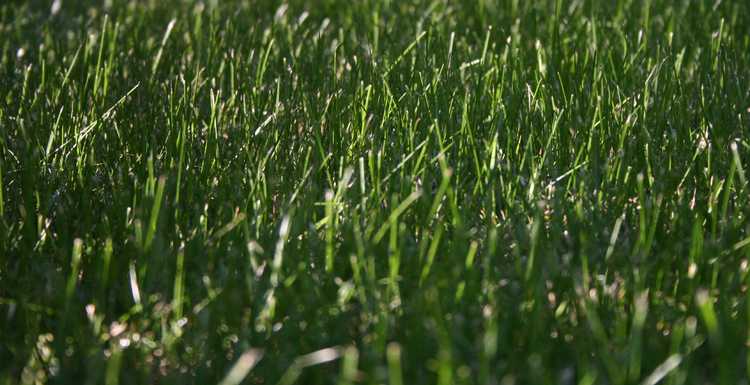 You are currently viewing Prendre soin des pelouses de pâturin du Kentucky : conseils pour planter du pâturin du Kentucky