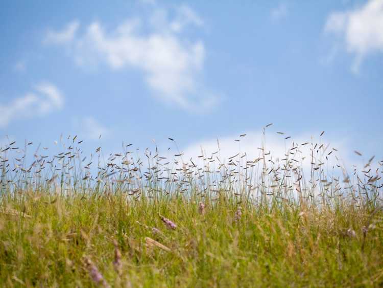 You are currently viewing Entretien de la pelouse Habiturf : Comment créer une pelouse Habiturf indigène