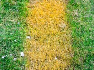 Lire la suite à propos de l’article Entretien de la pelouse jaune : raisons et solutions pour les pelouses jaunes