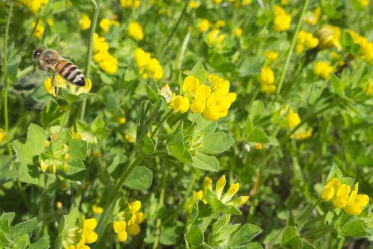 Lire la suite à propos de l’article Pollinisateurs d'herbe : comment créer un jardin respectueux des abeilles