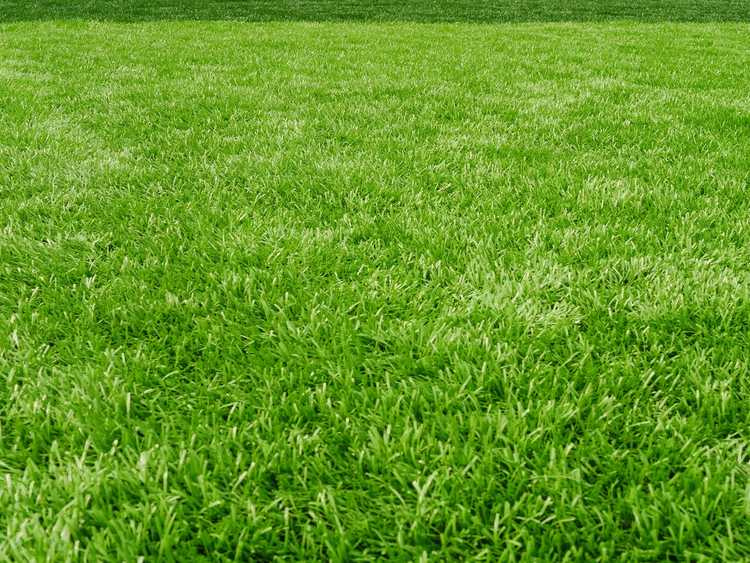 Lire la suite à propos de l’article Abaisser le pH de l'herbe – Comment rendre une pelouse plus acide