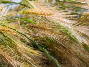 Lire la suite à propos de l’article Little Honey Fountain Grass – Comment faire pousser du Pennisetum Little Honey