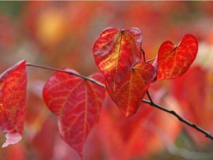 Lire la suite à propos de l’article Entretien des pensées forestières – Conseils pour faire pousser un arbre pensée forestière