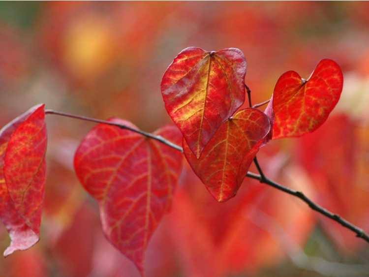 Lire la suite à propos de l’article Entretien des pensées forestières – Conseils pour faire pousser un arbre pensée forestière