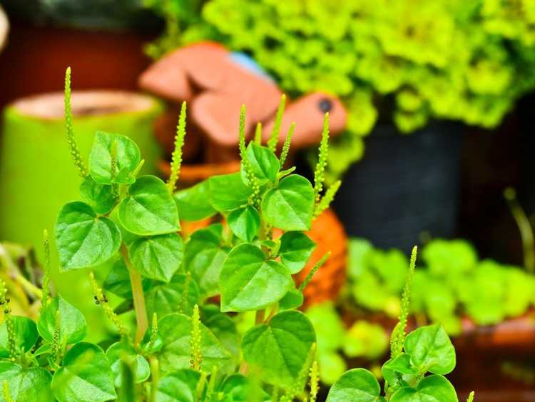 Lire la suite à propos de l’article Comment faire pousser des plantes Peperomia Pellucida