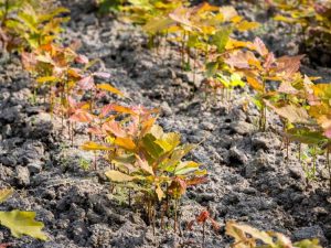 Lire la suite à propos de l’article Pépinières de plantes indigènes – Comment démarrer une pépinière de plantes indigènes