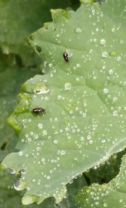 Lire la suite à propos de l’article Qu'est-ce qui mange mon melon Pepino : comment se débarrasser des parasites sur le melon Pepino