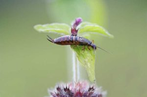 Lire la suite à propos de l’article Retirer les perce-oreilles du jardin