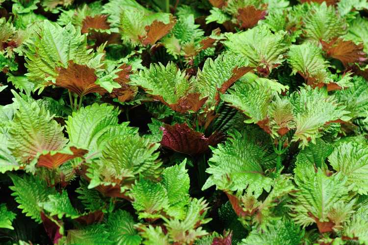 You are currently viewing Perilla Shiso Care – Comment faire pousser de la menthe Perilla Shiso