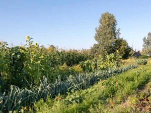 Lire la suite à propos de l’article Découvrez les principes de la permaculture