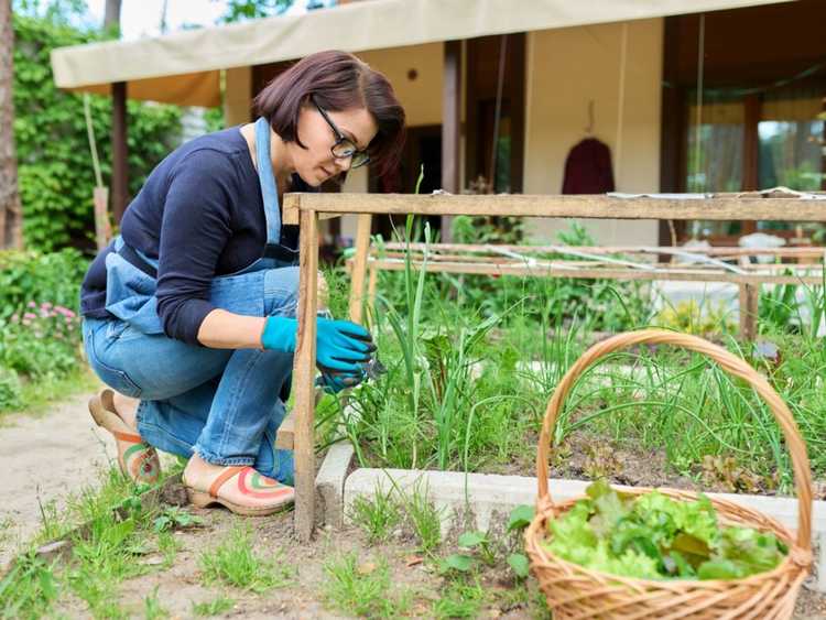 Lire la suite à propos de l’article Conception de cour de banlieue en permaculture durable