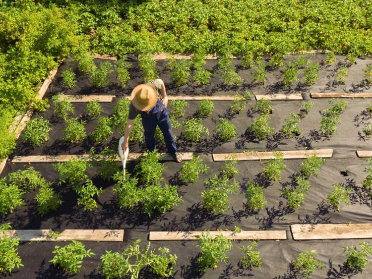 You are currently viewing Permaculture contre. Différences en matière d'agriculture biologique