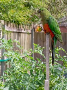 Lire la suite à propos de l’article Les oiseaux mangent mes tomates – Apprenez à protéger les plants de tomates des oiseaux