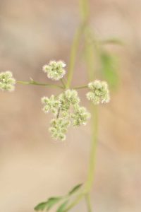 Lire la suite à propos de l’article Qu'est-ce que le persil de haie – Informations et contrôle sur les mauvaises herbes du persil de haie