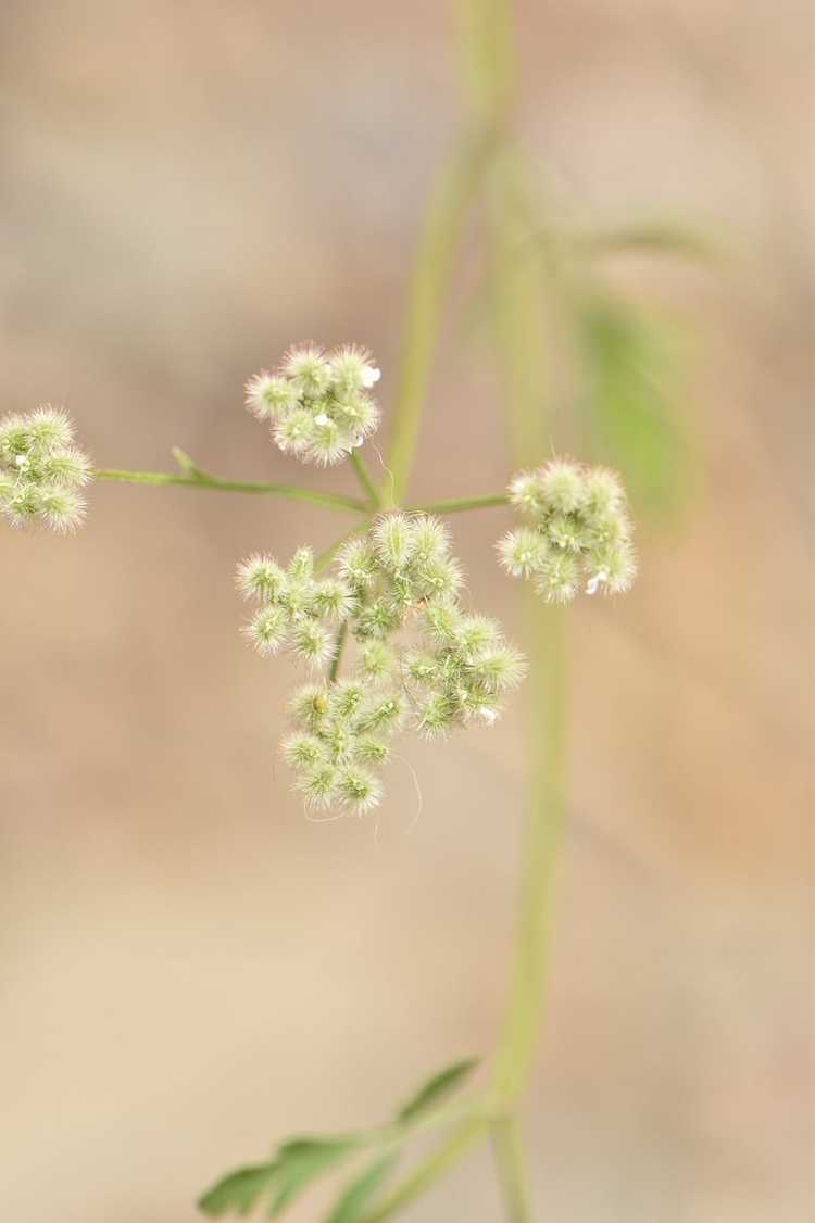 Lire la suite à propos de l’article Qu'est-ce que le persil de haie – Informations et contrôle sur les mauvaises herbes du persil de haie