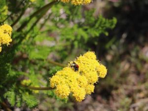 Lire la suite à propos de l’article Apprenez à cultiver différentes variétés de biscuitroot