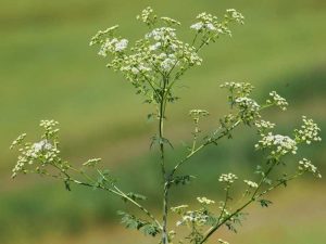 Lire la suite à propos de l’article Qu'est-ce que le persil empoisonné : conseils pour l'identification et le contrôle de la pruche empoisonnée