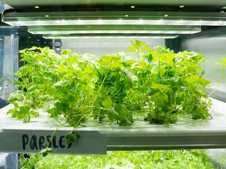 You are currently viewing Prendre soin des herbes hydroponiques – Conseils pour cultiver une ferme de fenêtres hydroponique
