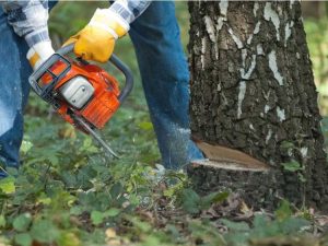 Lire la suite à propos de l’article Comment tuer un arbre : tuer des arbres dans votre jardin