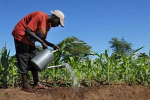 Lire la suite à propos de l’article Besoins en eau de la canne à sucre – Comment arroser les plants de canne à sucre