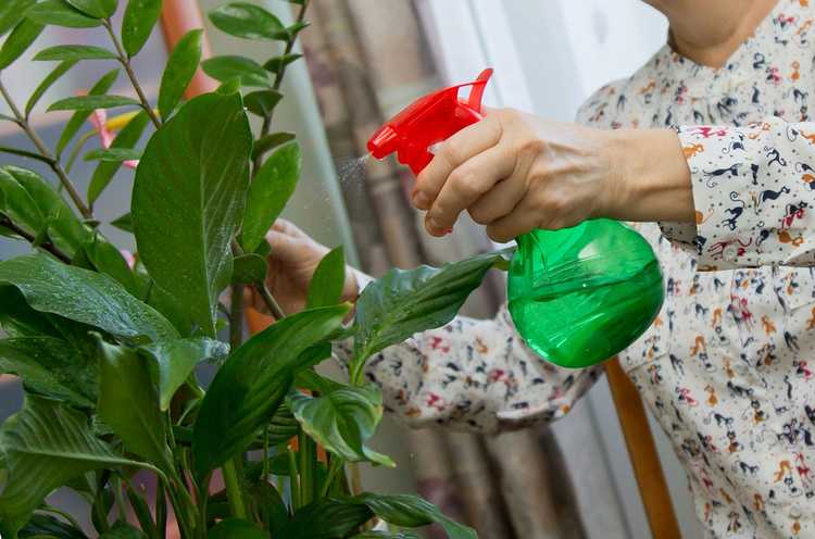 You are currently viewing Contrôle des thrips en intérieur – Se débarrasser des thrips sur les plantes d'intérieur