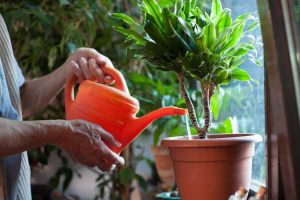 Lire la suite à propos de l’article Besoins en eau des plantes d'intérieur : quelle quantité d'eau dois-je donner à ma plante