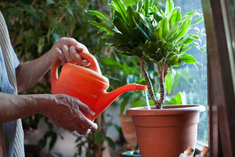 You are currently viewing Besoins en eau des plantes d'intérieur : quelle quantité d'eau dois-je donner à ma plante