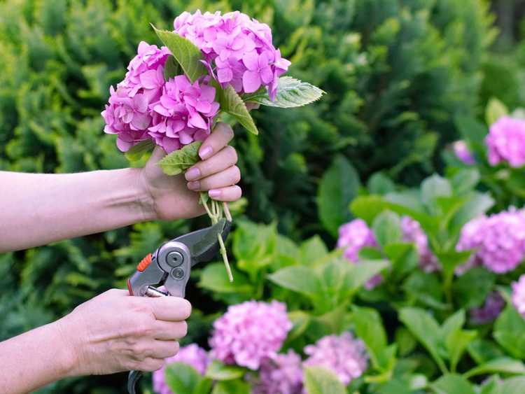 You are currently viewing Préserver les fleurs d'hortensias coupées : comment faire durer les hortensias plus longtemps