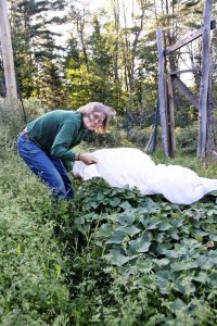 Lire la suite à propos de l’article Matériaux de couverture végétale – Idées pour couvrir les plantes par temps froid