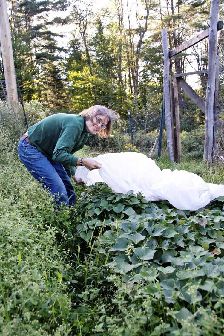 Lire la suite à propos de l’article Matériaux de couverture végétale – Idées pour couvrir les plantes par temps froid